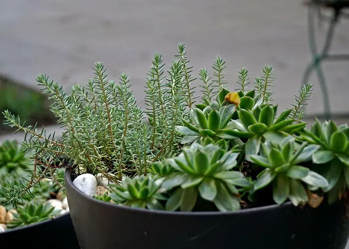 Aparthotel Margareta Garden & Eger